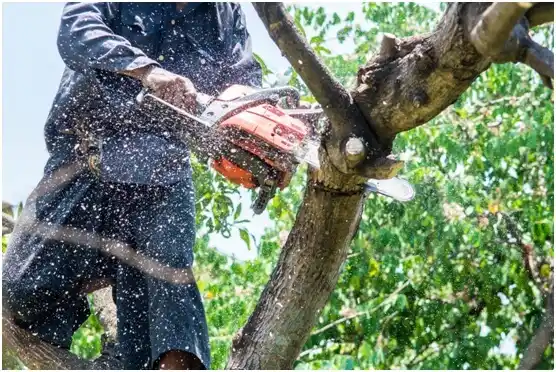 tree services Aquia Harbour